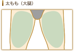 太もも(大腿)