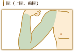 腕(上腕、前腕)